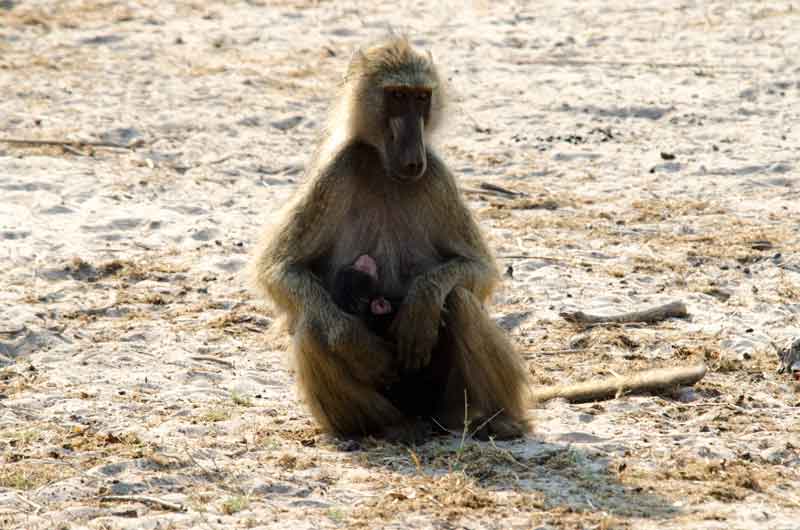 114 - Botswana - mona babuino y cria - parque nacional de Chobe